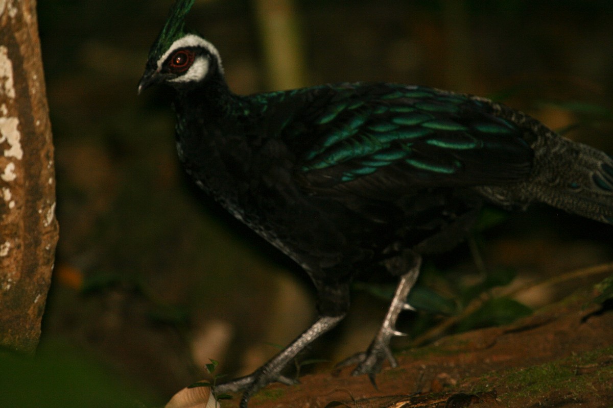 Palawan Peacock-Pheasant - ML204873041