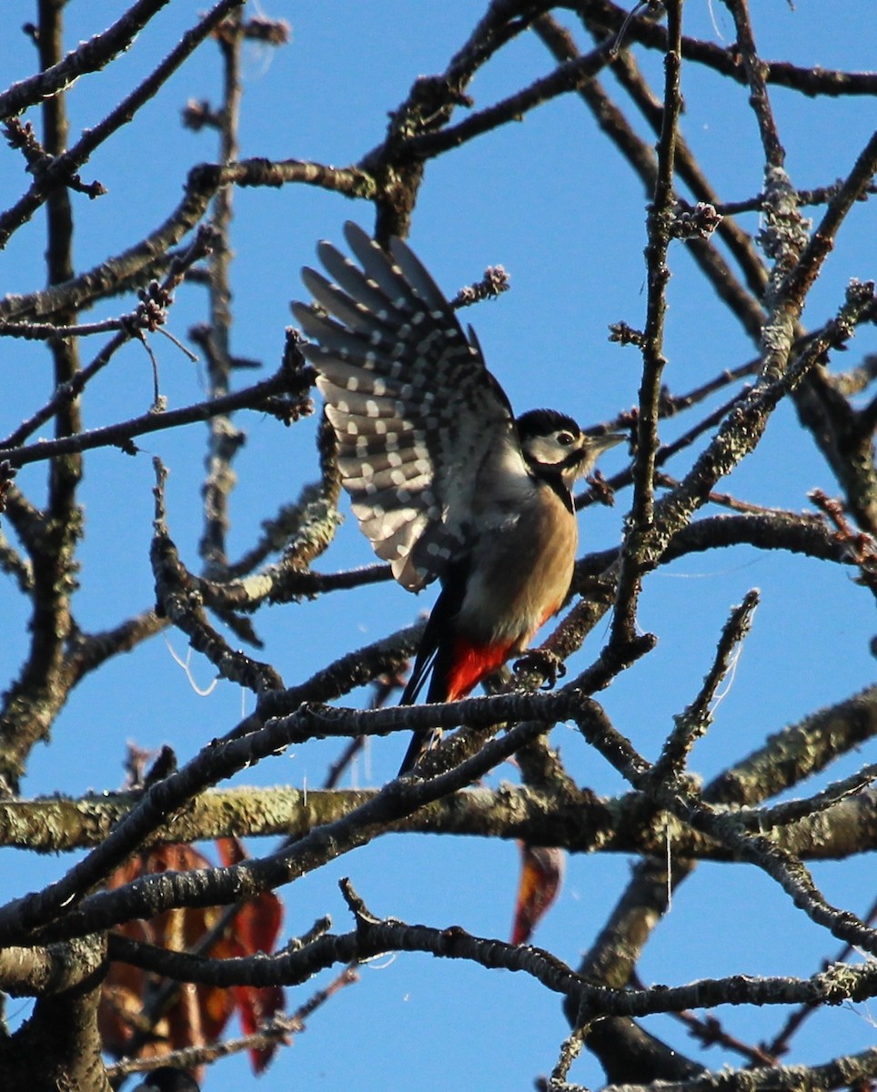 Great Spotted Woodpecker (Great Spotted) - Luis Mario Arce