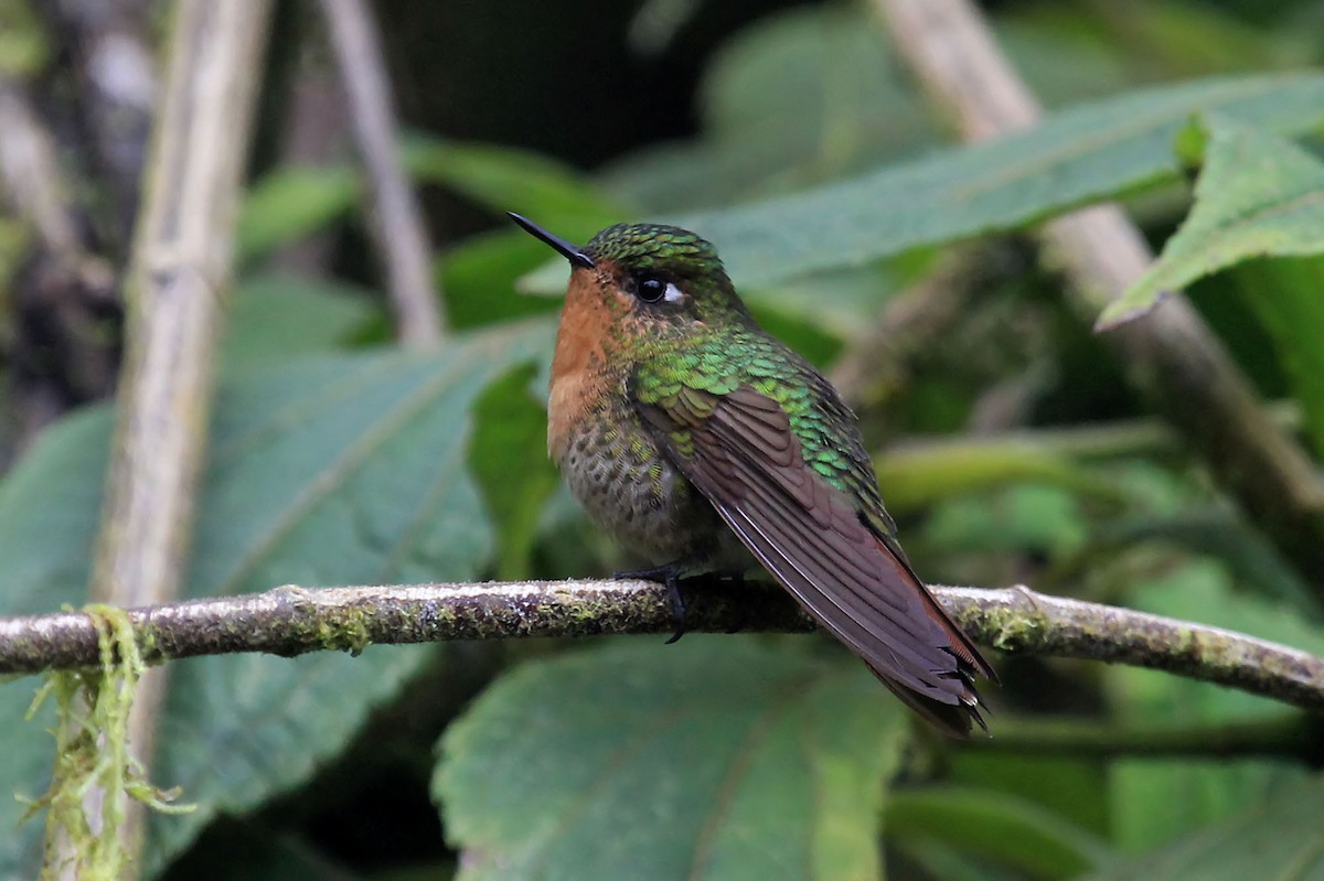 Tyrian Metaltail (Tyrian) - Phillip Edwards