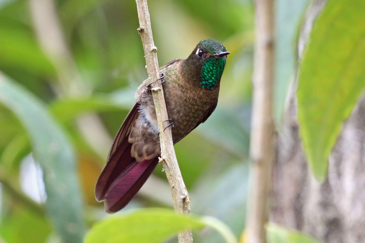 Tyrian Metaltail (Tyrian) - Phillip Edwards