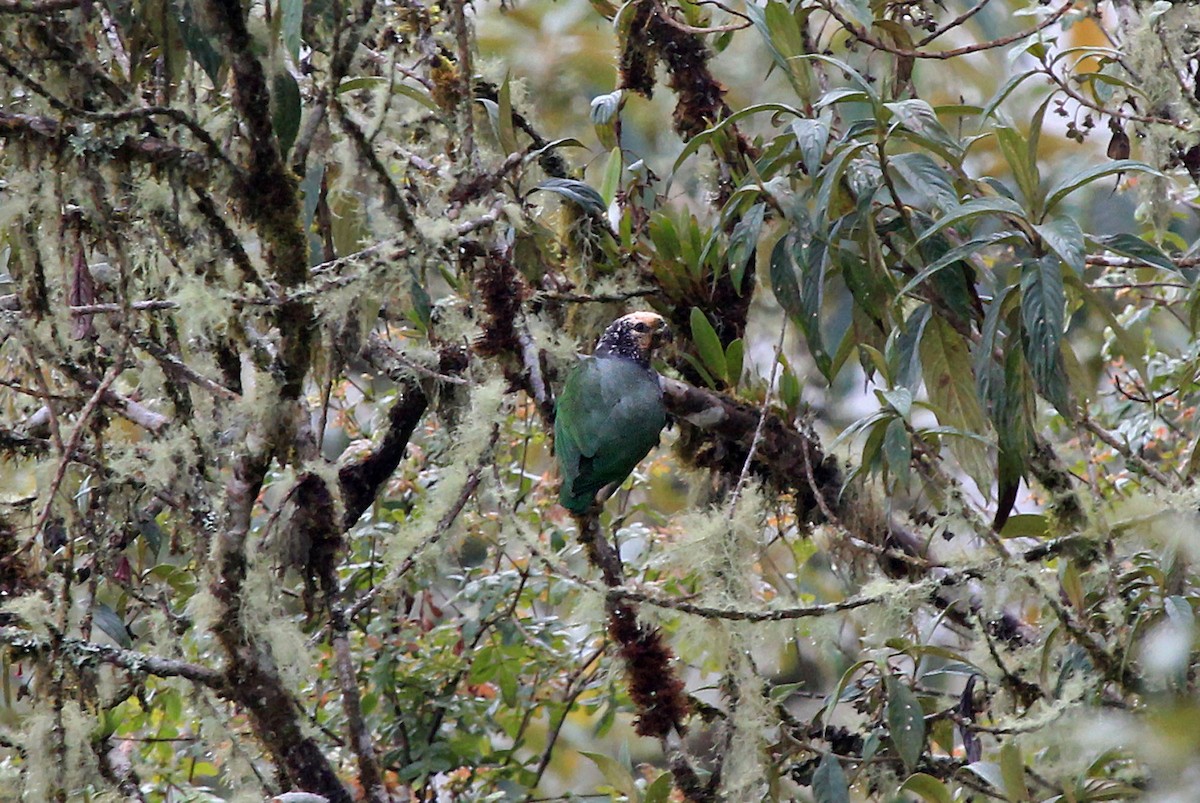 Speckle-faced Parrot (White-capped) - ML204873411