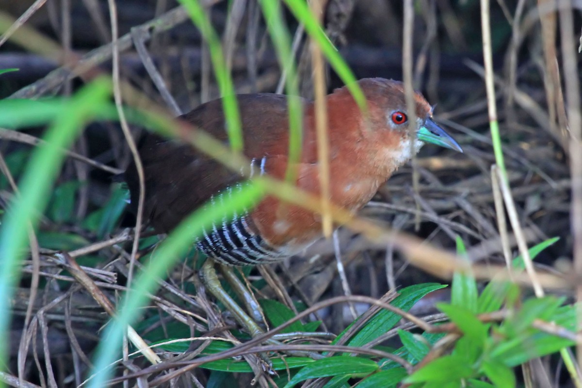 White-throated Crake (Rufous-faced) - Phillip Edwards