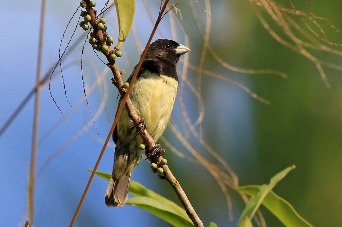 Yellow-bellied Seedeater - Phillip Edwards