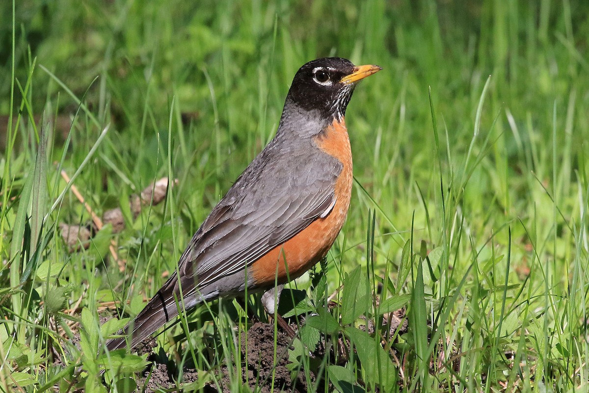 American Robin (migratorius Group) - Phillip Edwards
