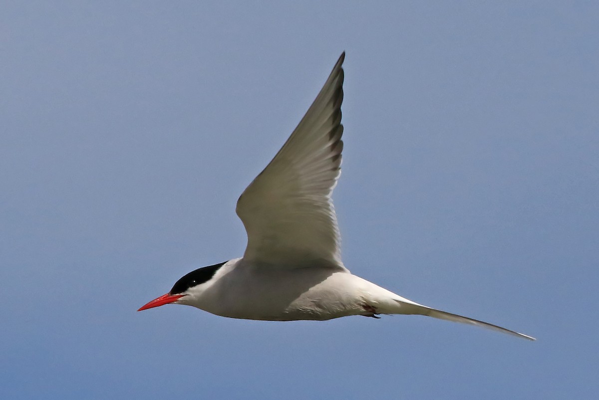 Arctic Tern - Phillip Edwards