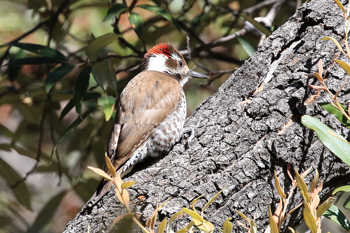 Arizona Woodpecker - ML204873751