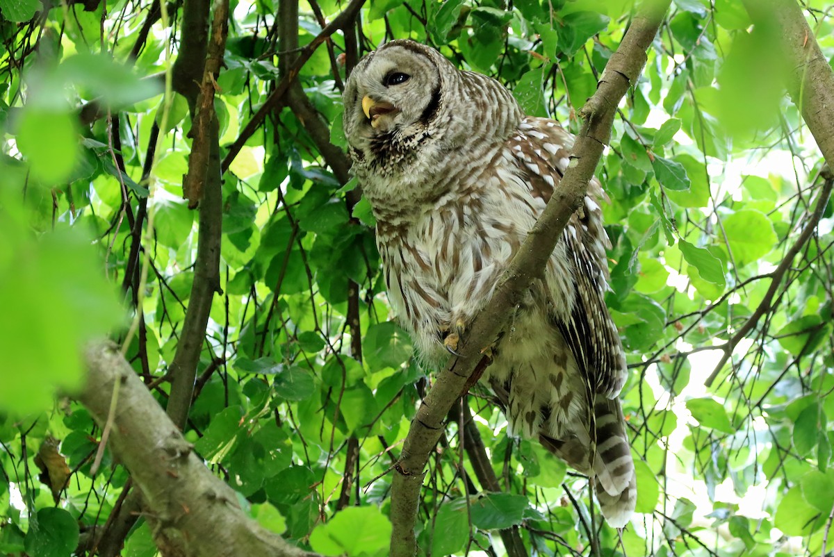 Barred Owl - Phillip Edwards