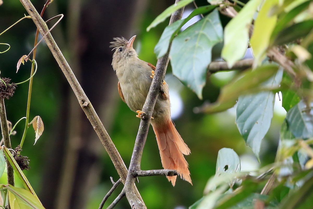 Crested Spinetail - Phillip Edwards