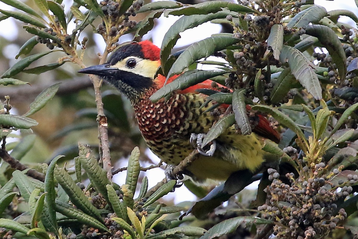 Crimson-mantled Woodpecker (Crimson-mantled) - Phillip Edwards