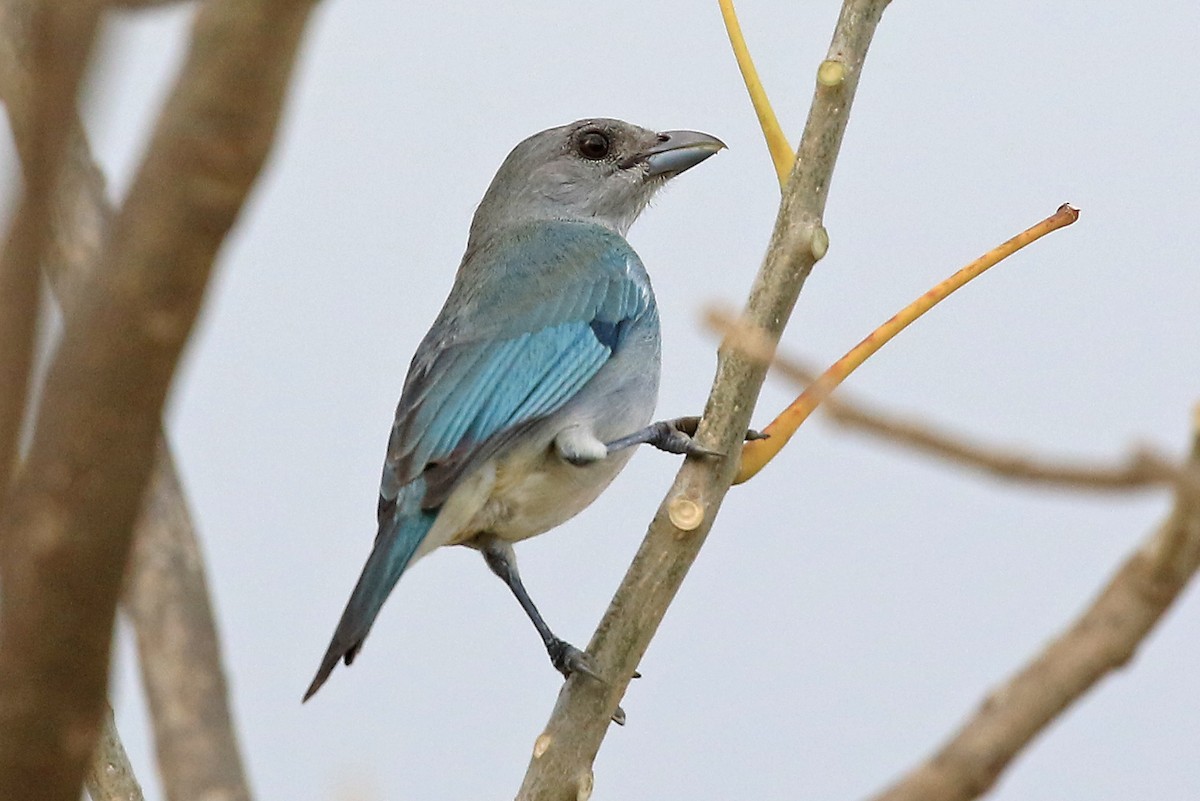 Glaucous Tanager - ML204873981
