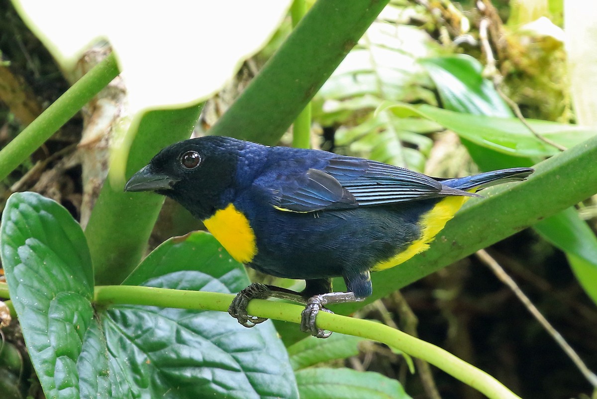 Golden-chested Tanager - ML204874021