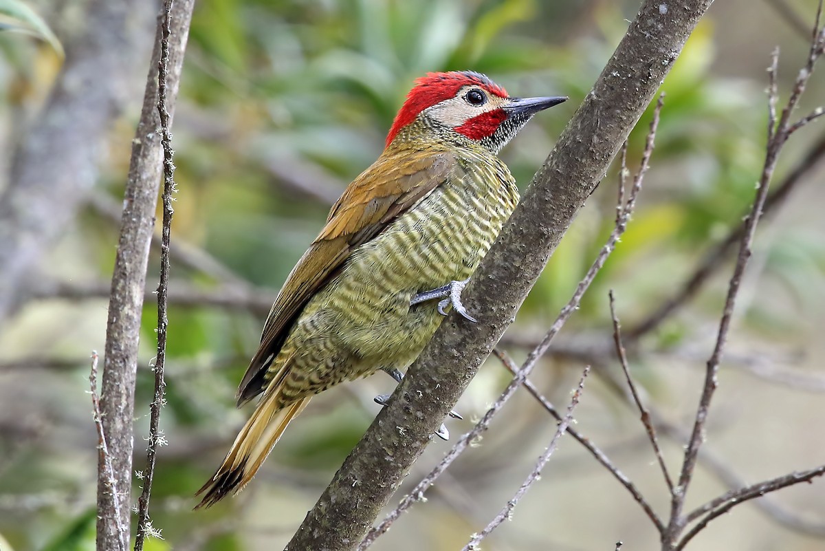 Golden-olive Woodpecker (Golden-olive) - Phillip Edwards