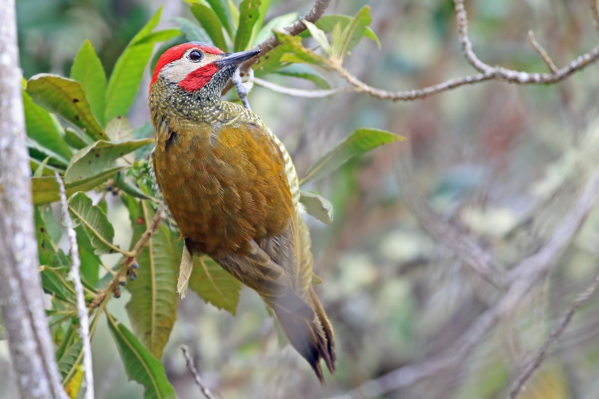 Golden-olive Woodpecker (Golden-olive) - ML204874061