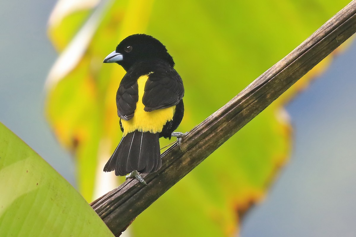 Flame-rumped Tanager (Lemon-rumped) - ML204874281