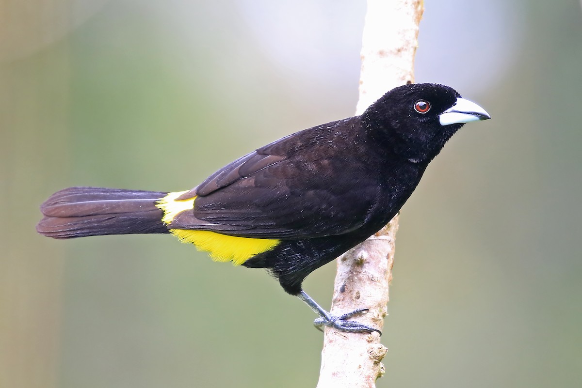 Flame-rumped Tanager (Lemon-rumped) - Phillip Edwards