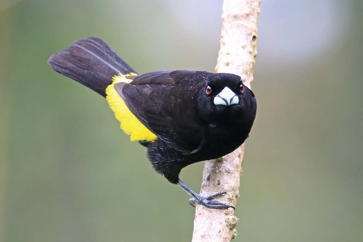 Flame-rumped Tanager (Lemon-rumped) - ML204874301