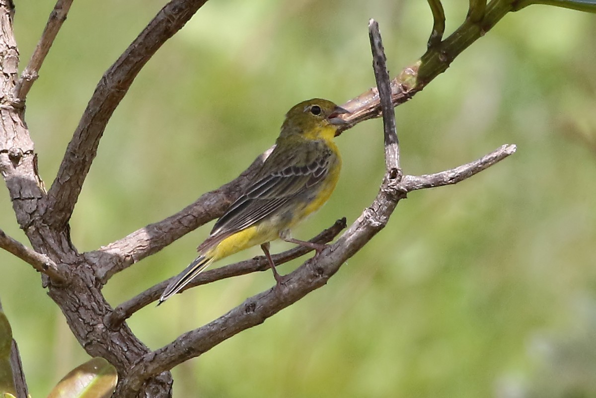 Stripe-tailed Yellow-Finch - ML204874641