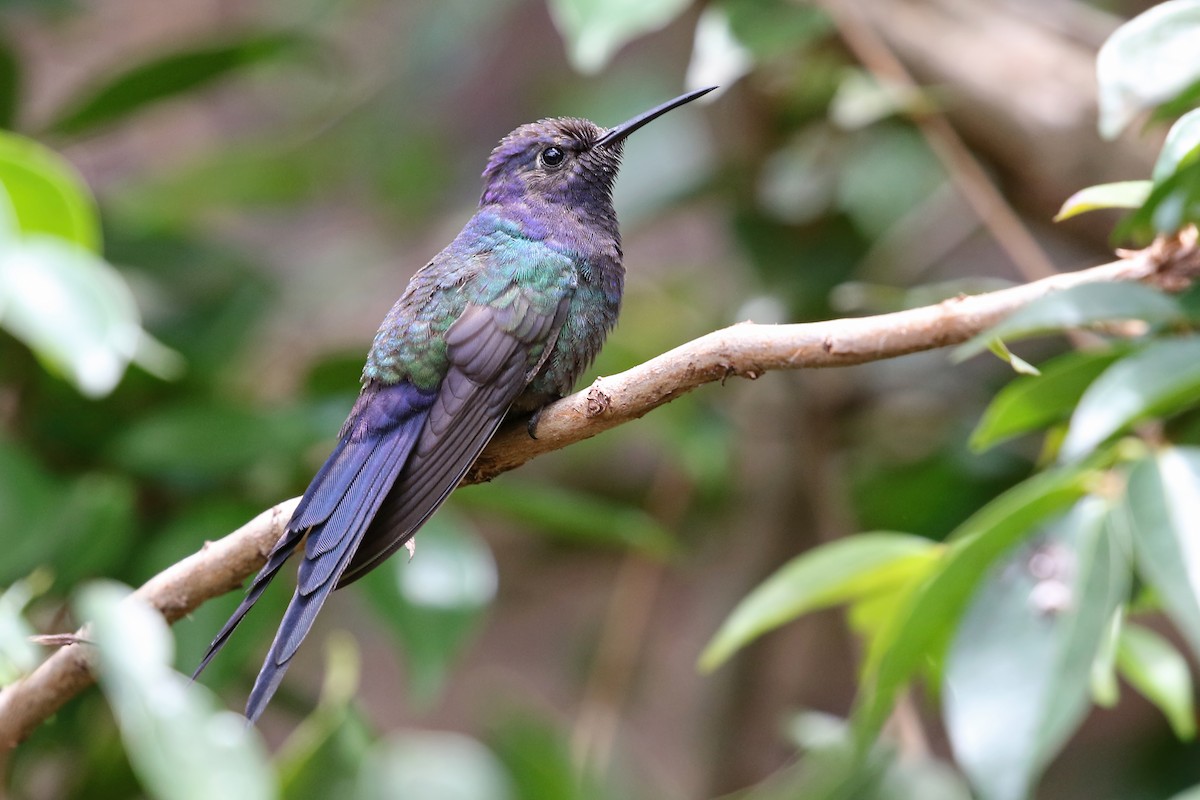 Swallow-tailed Hummingbird - Phillip Edwards
