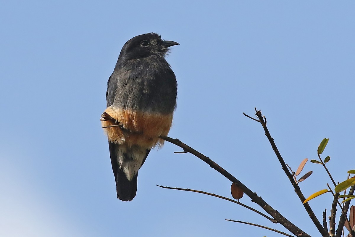 Swallow-winged Puffbird - Phillip Edwards