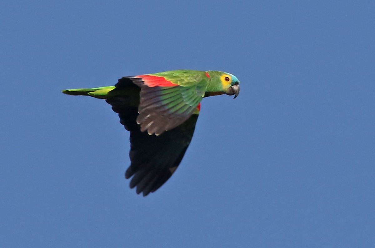 Turquoise-fronted Parrot - Phillip Edwards
