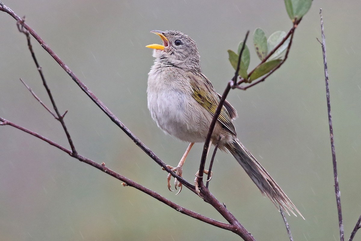 Wedge-tailed Grass-Finch - ML204874801