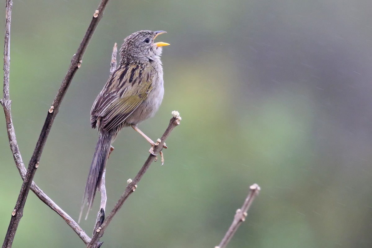 Wedge-tailed Grass-Finch - ML204874811