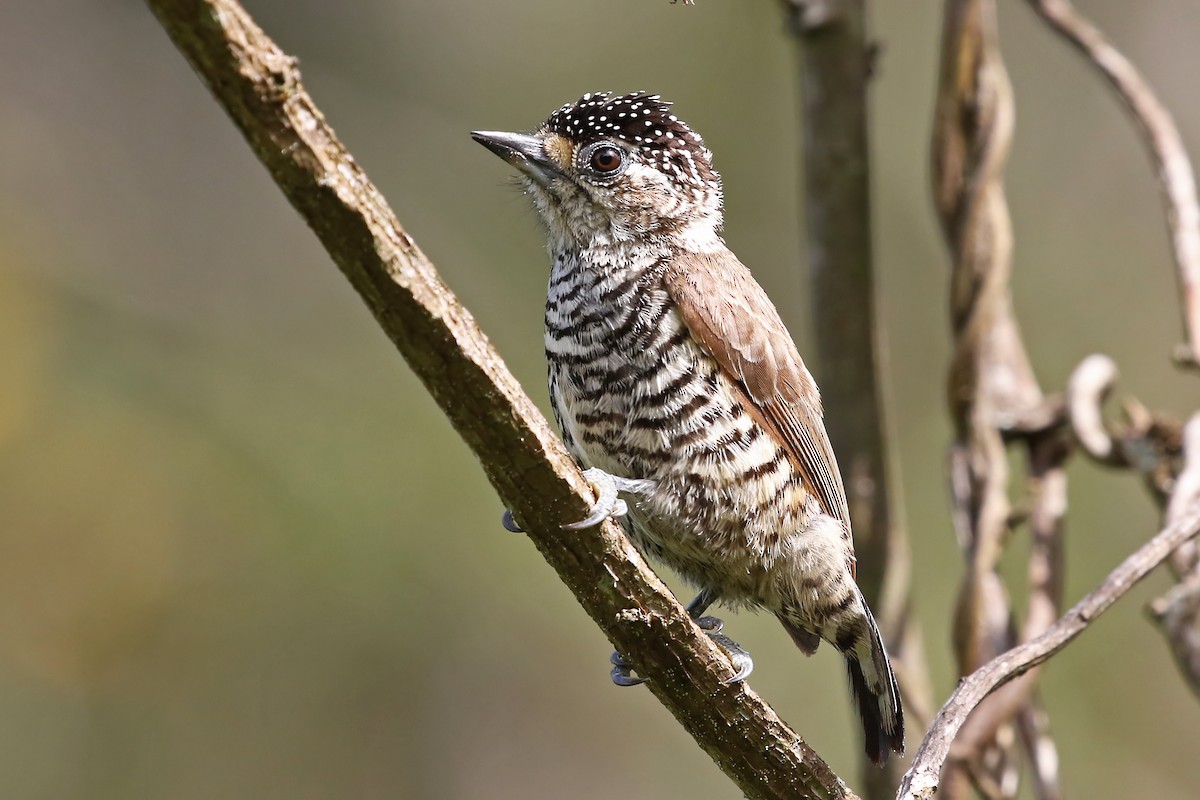 White-barred Piculet (White-barred) - ML204874831