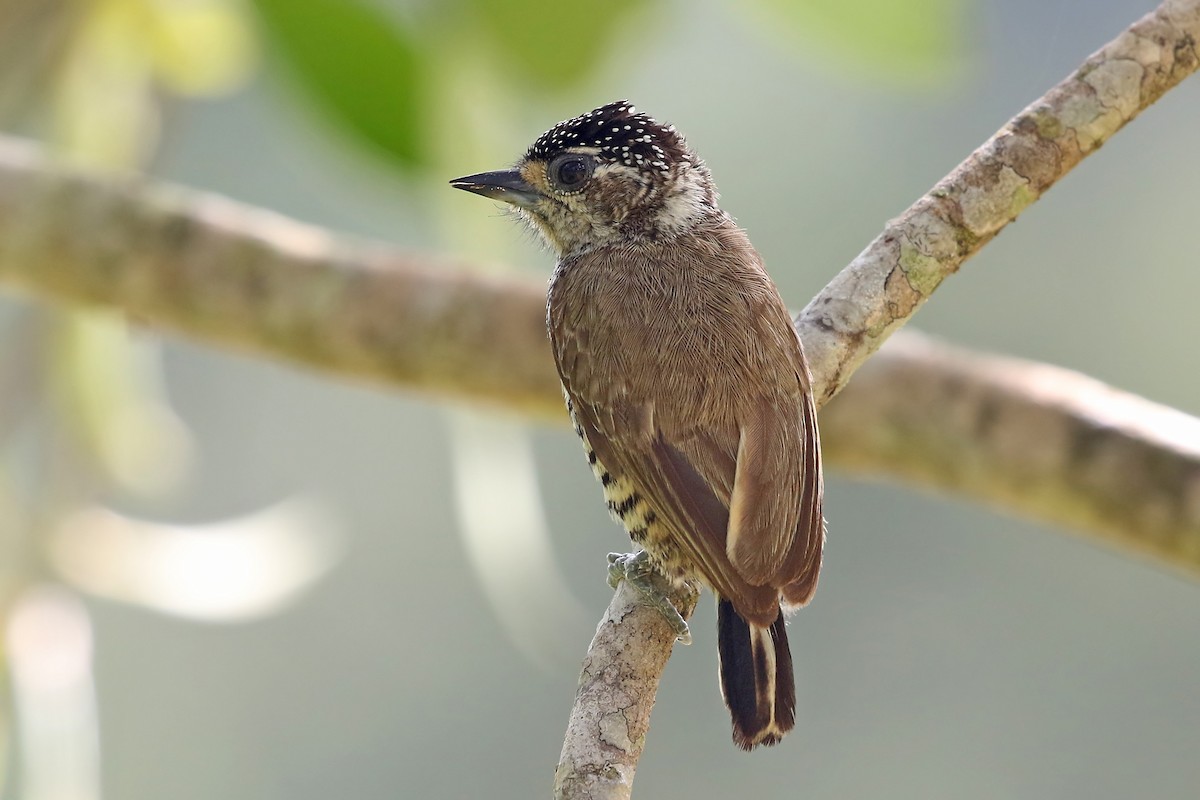 White-barred Piculet (White-barred) - Phillip Edwards
