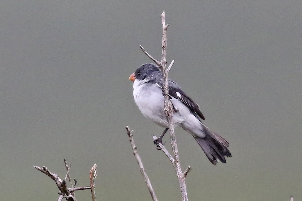 White-bellied Seedeater (Gray-backed) - Phillip Edwards