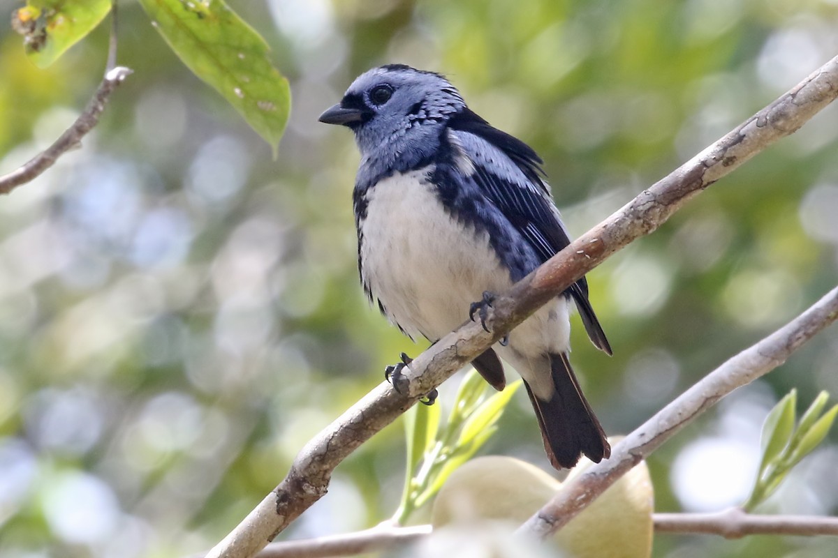 White-bellied Tanager - Phillip Edwards