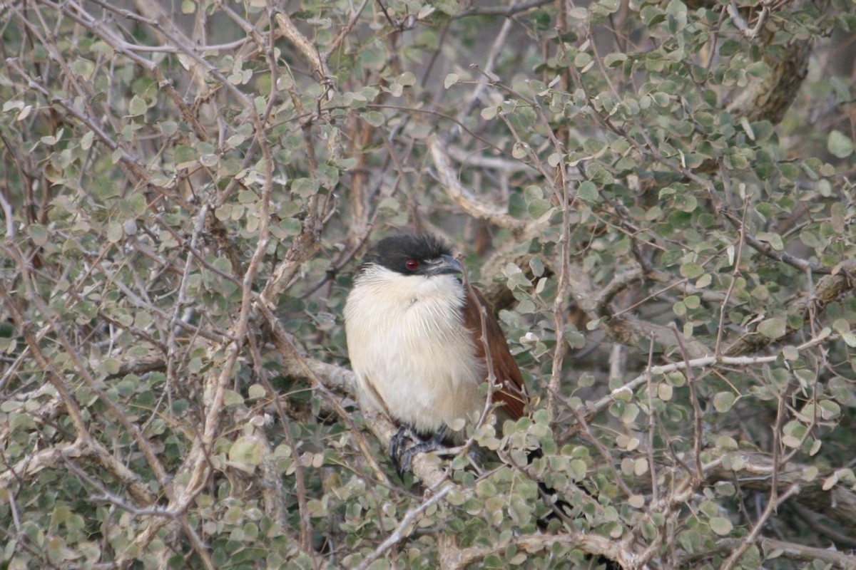White-browed Coucal (Burchell's) - ML204875001