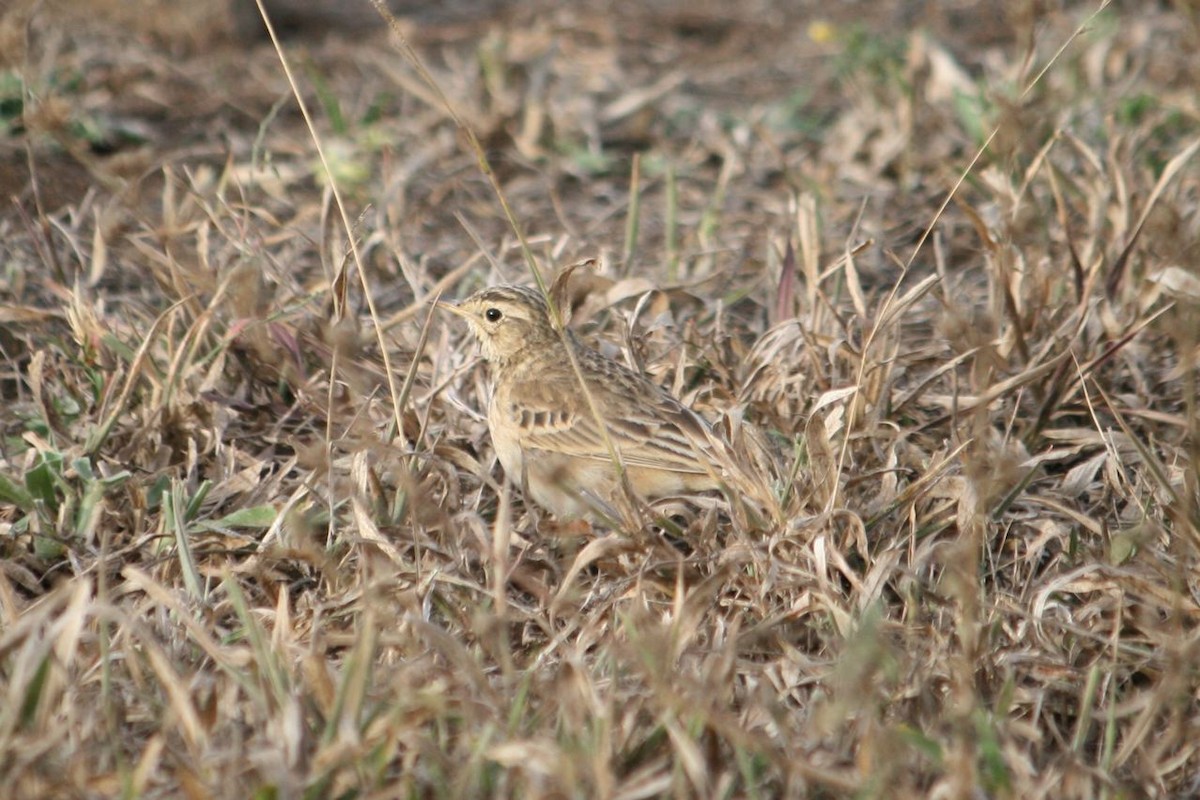 African Pipit (African) - ML204875041