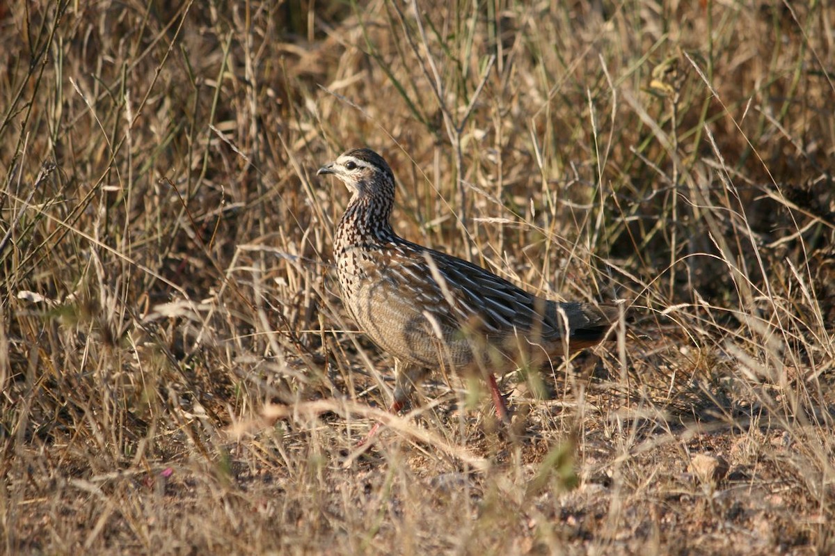 Crested Francolin (Crested) - Luis Mario Arce