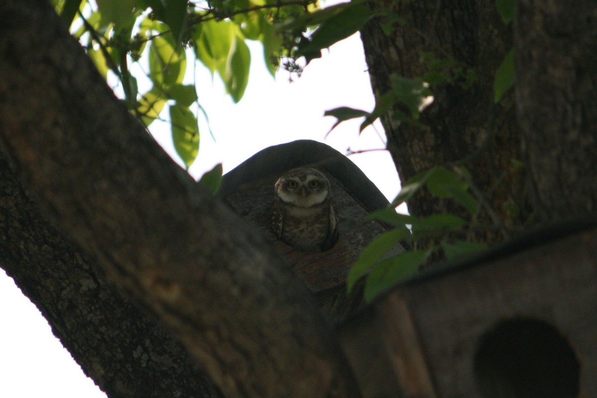 Spotted Owlet - Luis Mario Arce