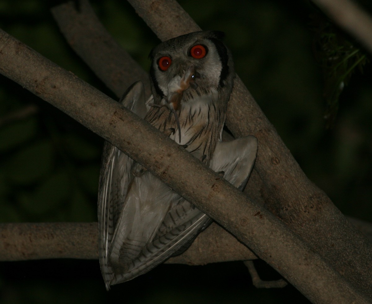 Northern White-faced Owl - ML204875371