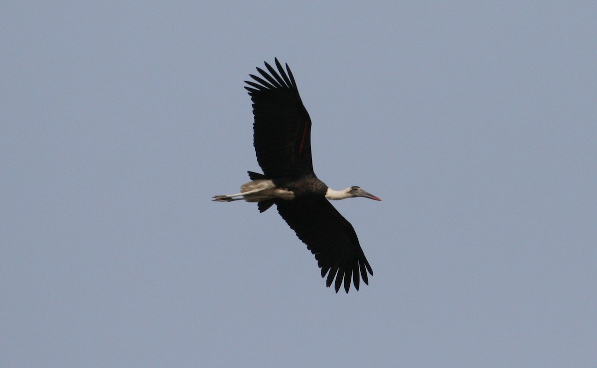 African Woolly-necked Stork - ML204875401