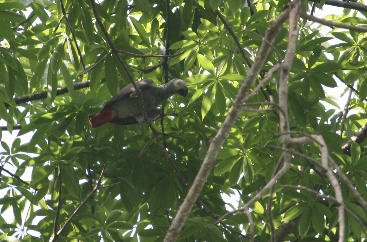 Afrika Gri Papağanı (erithacus) - ML204875411
