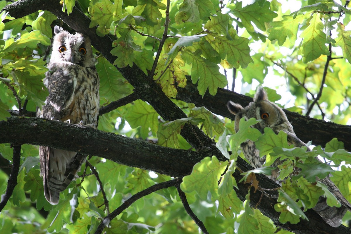 Long-eared Owl (Eurasian) - Luis Mario Arce
