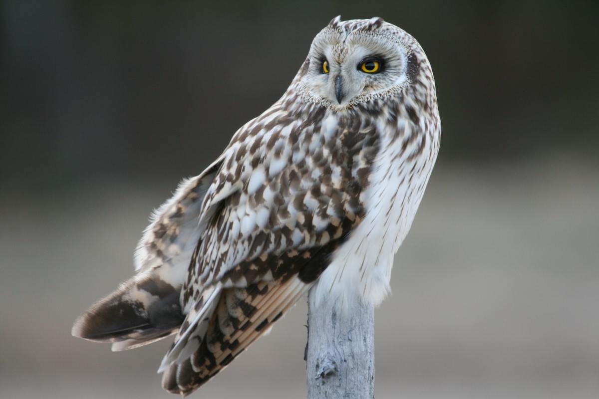 Short-eared Owl (Northern) - ML204875501