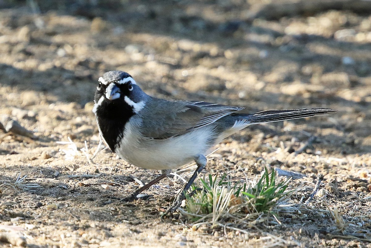 Black-throated Sparrow - Phillip Edwards