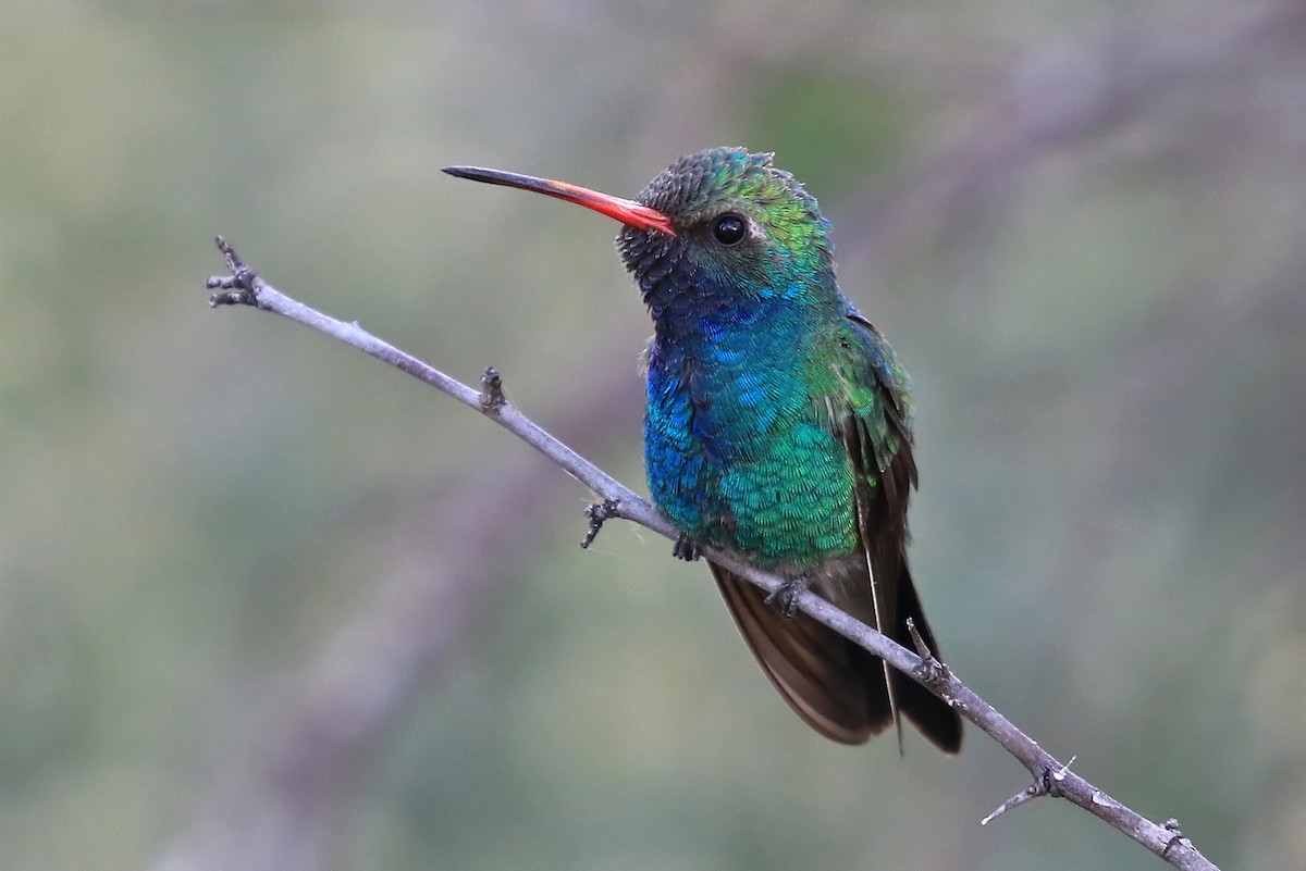 Broad-billed Hummingbird - Phillip Edwards
