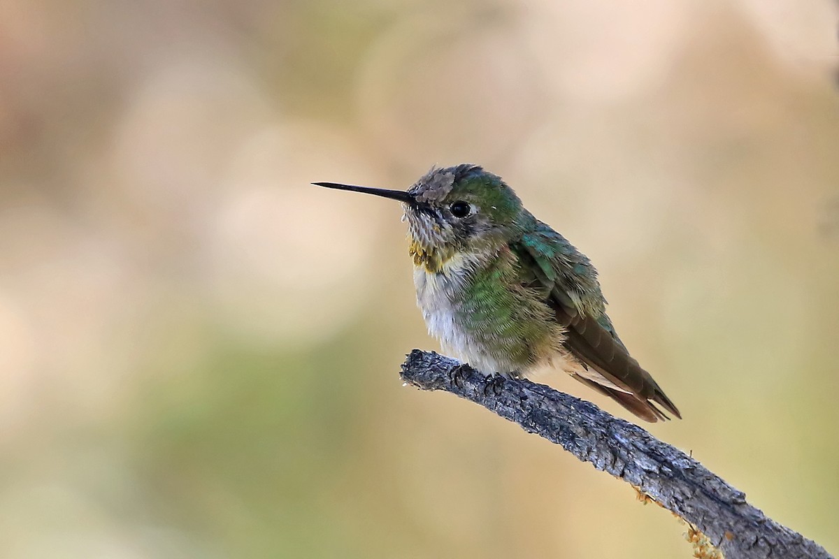 Broad-tailed Hummingbird - Phillip Edwards