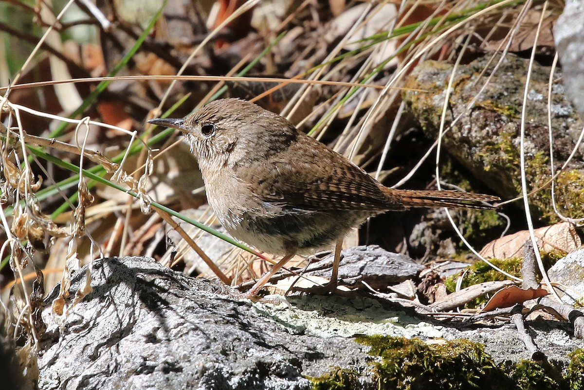 House Wren (Brown-throated) - Phillip Edwards