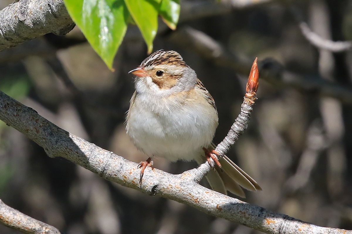 Clay-colored Sparrow - Phillip Edwards