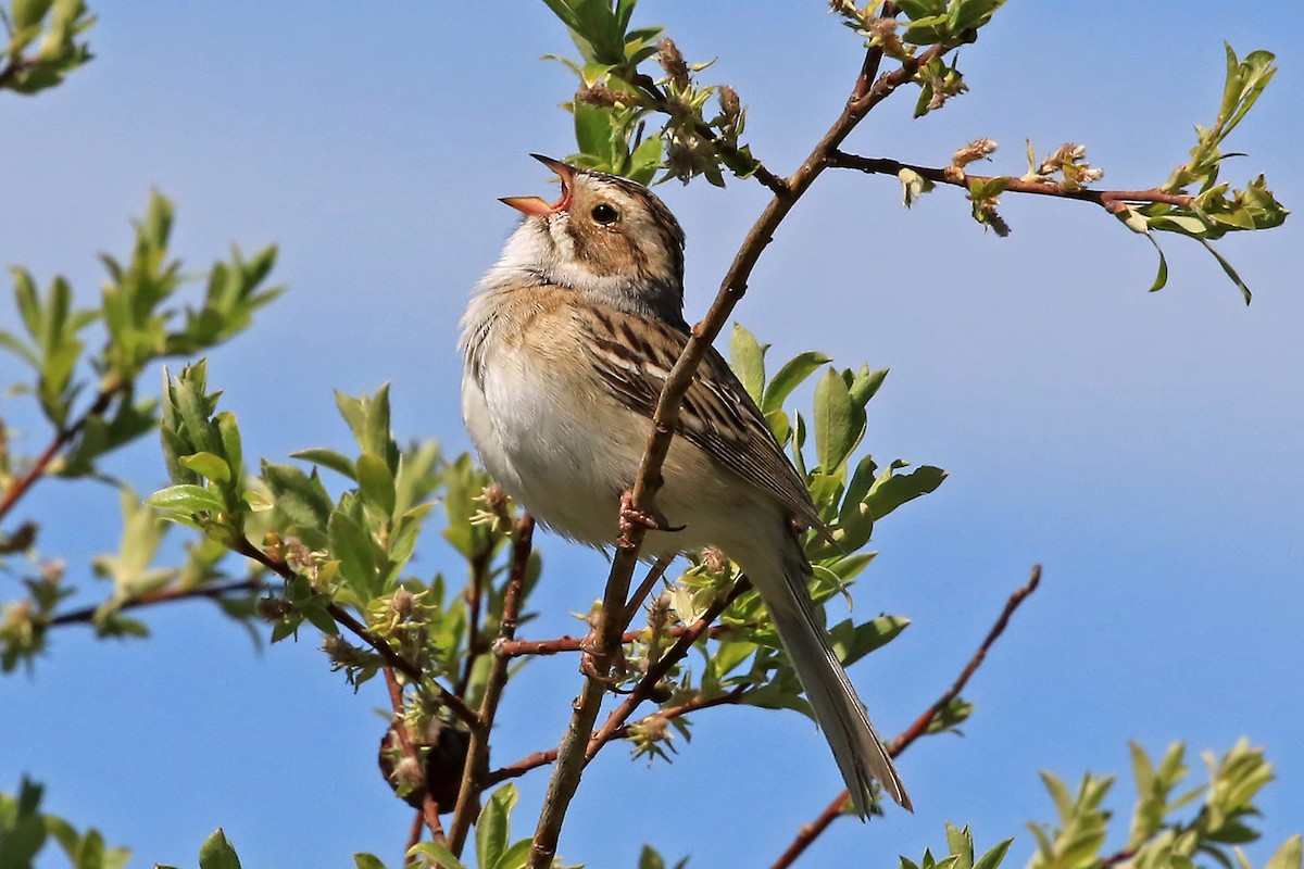 Clay-colored Sparrow - Phillip Edwards