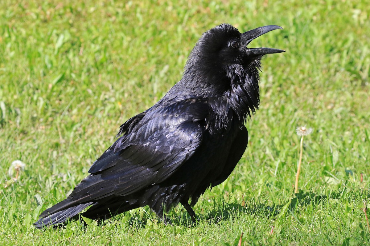 Common Raven - Phillip Edwards