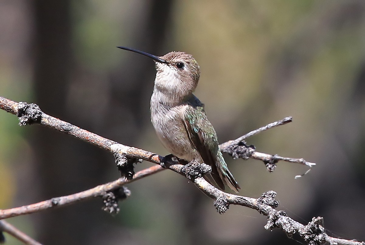 Costa's Hummingbird - Phillip Edwards
