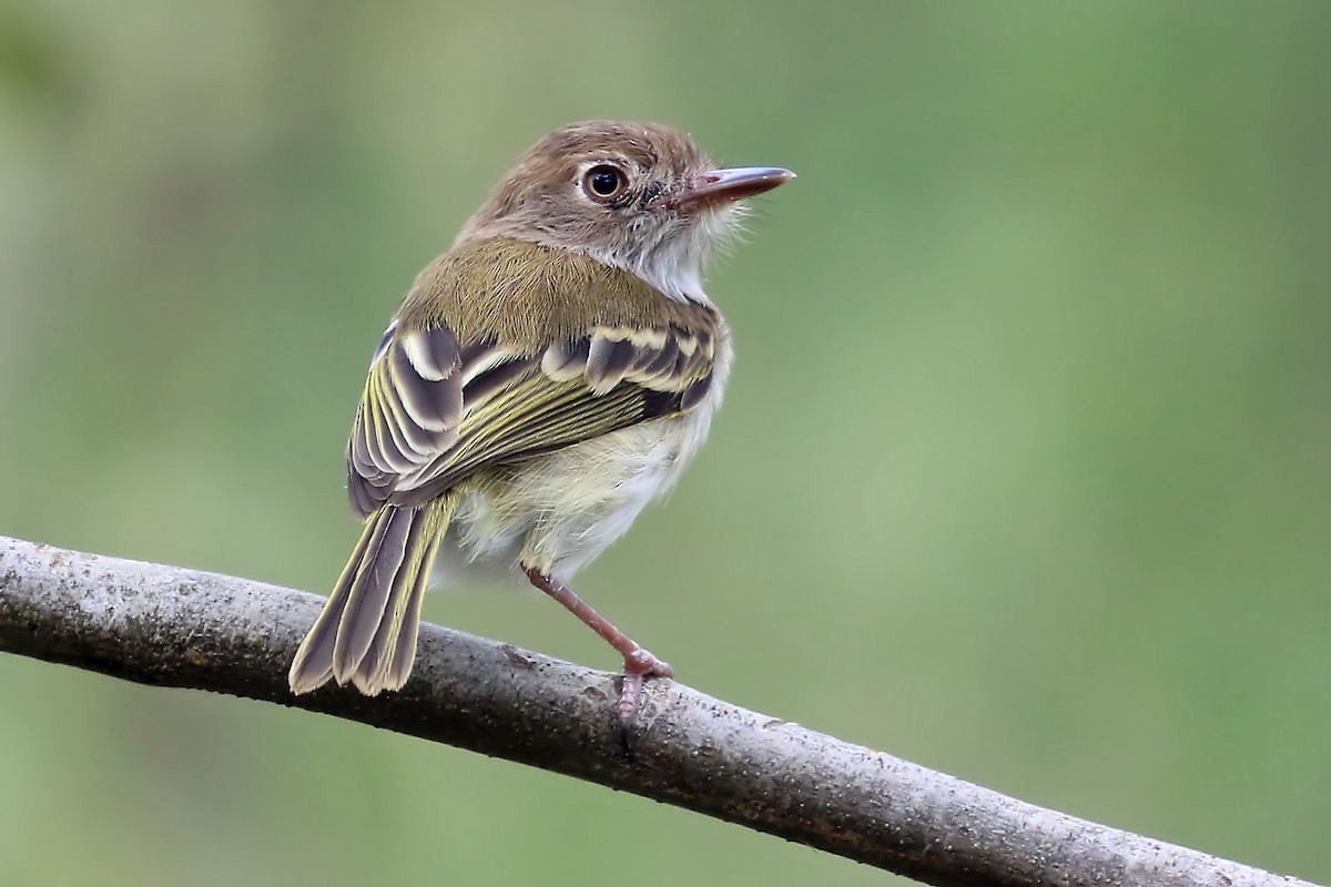 Pearly-vented Tody-Tyrant - Phillip Edwards