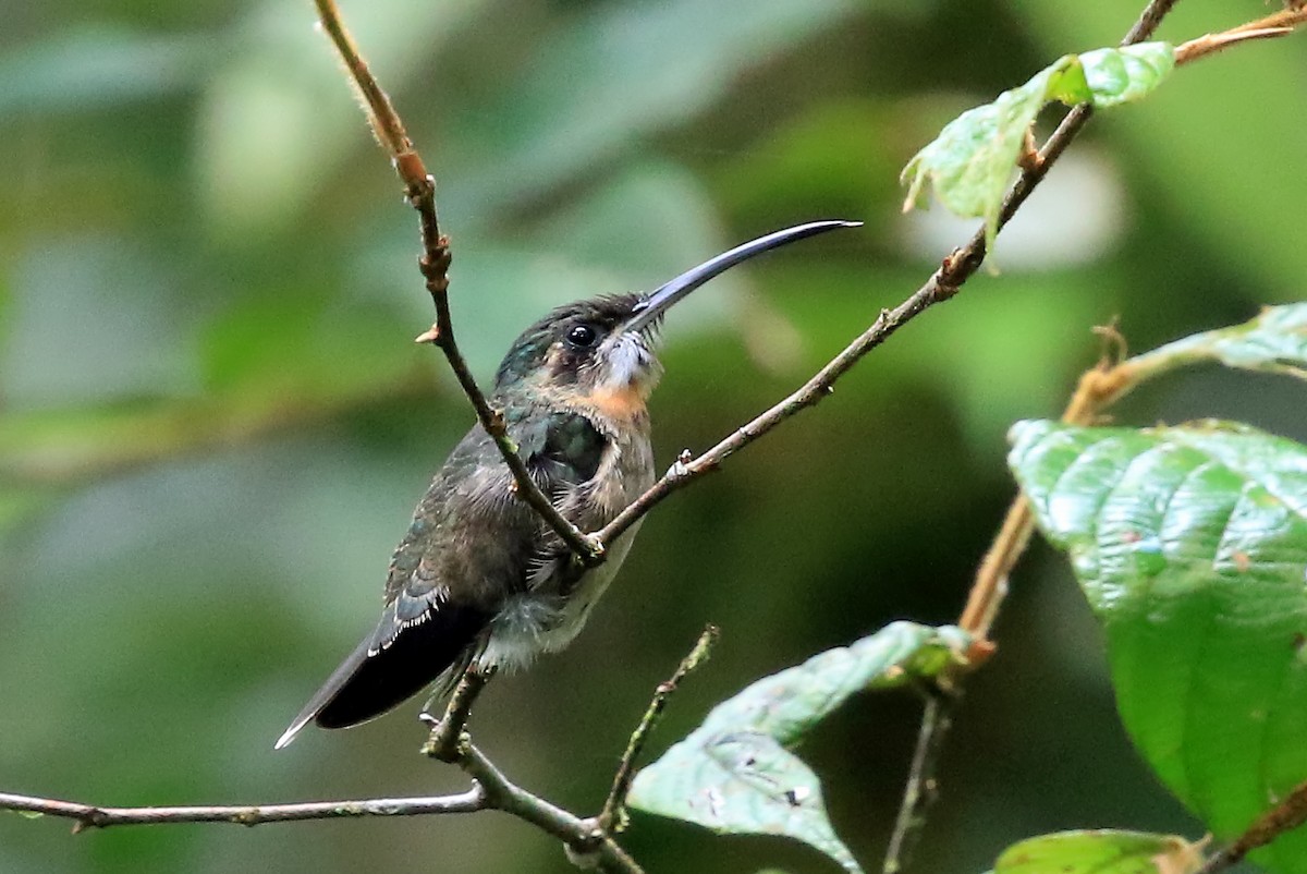 Pale-tailed Barbthroat - Phillip Edwards