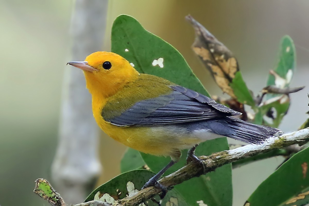 Prothonotary Warbler - ML204876261